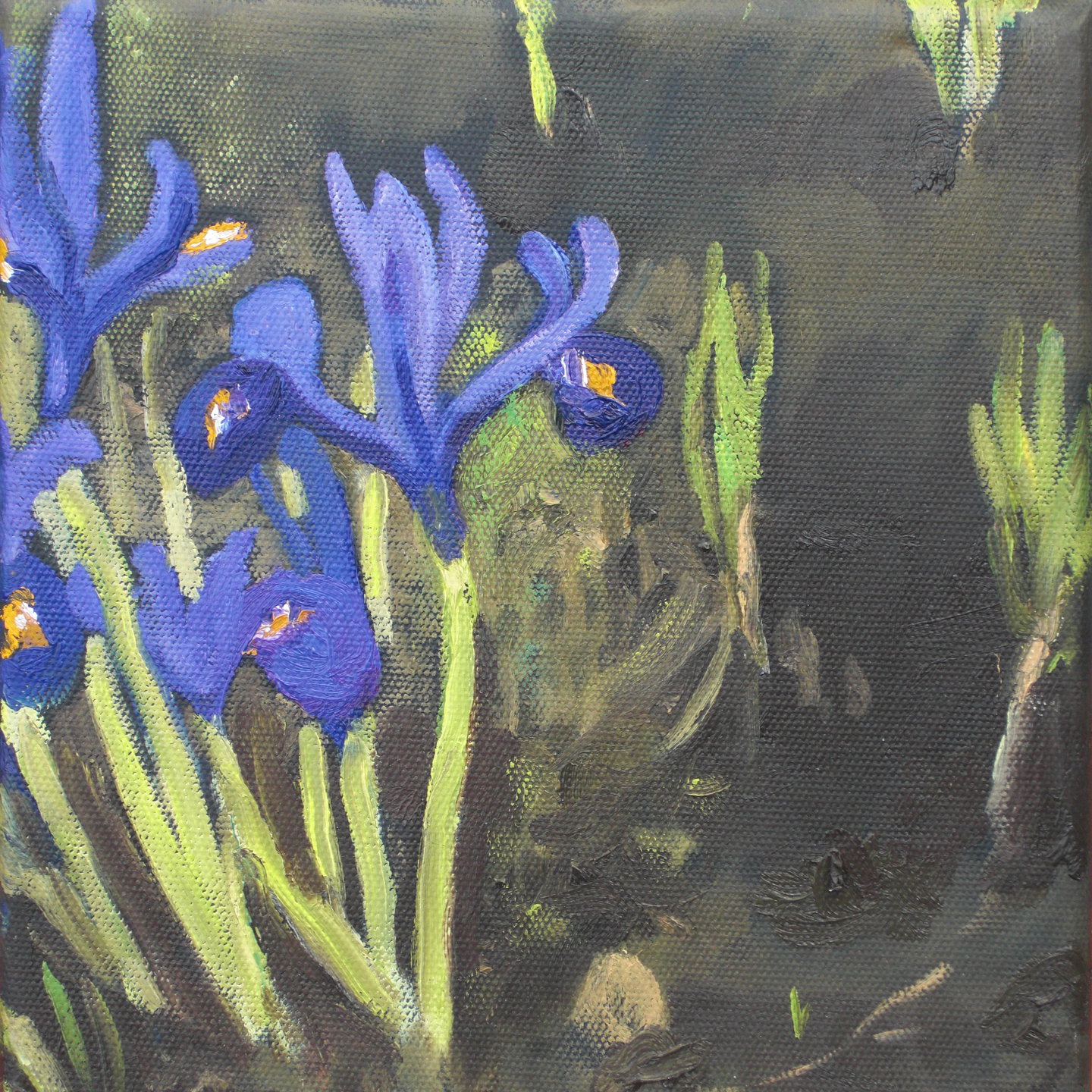 294IrissenBlauw.jpg